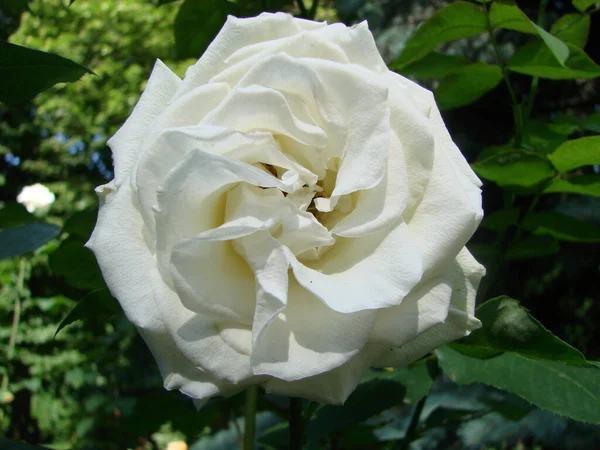 ブッシュの白い花が咲きました バラの成長 美しいバラがたくさん咲いています 白いバラの芽 開花するバラの茂み — ストック写真
