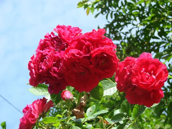 红玫瑰背景 红色花朵的纹理 红玫瑰的头像 裁剪镜头 大自然的美丽 — 图库照片