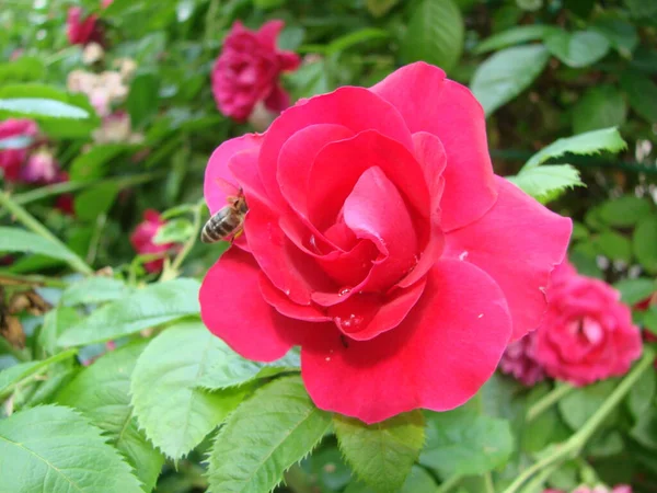 赤はドロップで上昇した 赤いバラの花の花弁に落ちる マクロ写真 花弁に露の滴 雨が降る 濃い赤のバラ — ストック写真