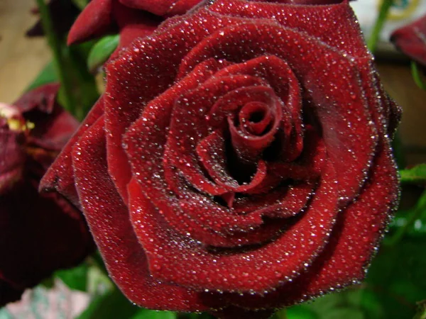 Rosa Roja Con Gotas Gotas Los Pétalos Rosas Rojas Foto — Foto de Stock