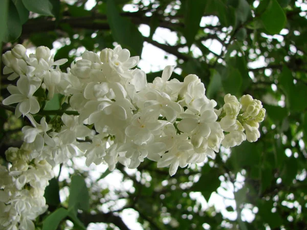 Florecimiento Común Syringa Vulgaris Lilacs Macro Arbusto Cultivar Blanco Paisaje — Foto de Stock