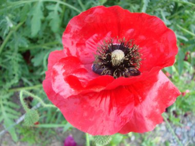 Terry kırmızı, pembe, turuncu haşhaş, yakın çekim çiçekleri. Afyon vahşi alanı