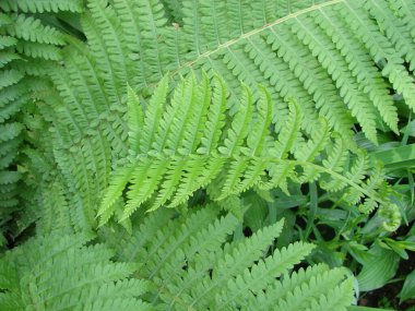 Mükemmel doğal eğrelti otu deseni. Genç yeşil eğreltiotu yapraklarıyla yapılmış güzel bir arka plan..
