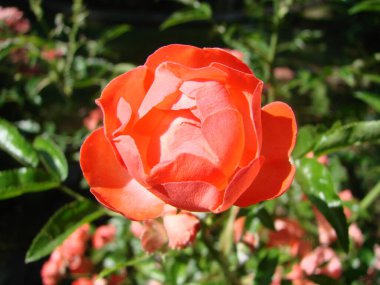 Damlalı kırmızı gül. Kırmızı gül çiçeklerinin yapraklarına damlatıyor. Makro fotoğraf. Yaprakların üzerinde çiy damlaları. Yağmur damlaları. Koyu kırmızı gül