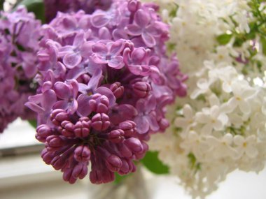 Bir buket güzel beyaz ve mor leylak çiçeği. Bahar çiçekleri. Narin çiçekli, çiçek açan leylak çalısı..