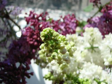 Bir buket güzel beyaz ve mor leylak çiçeği. Bahar çiçekleri. Narin çiçekli, çiçek açan leylak çalısı..