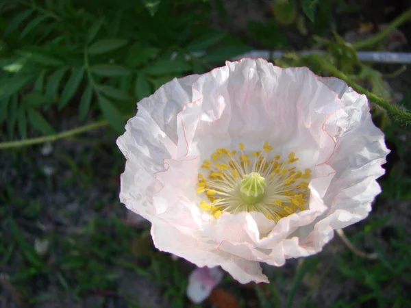 Szczegóły Kwitnącego Maku Opium Łacińskim Brukarz Somniferum Pole Maku Biały — Zdjęcie stockowe