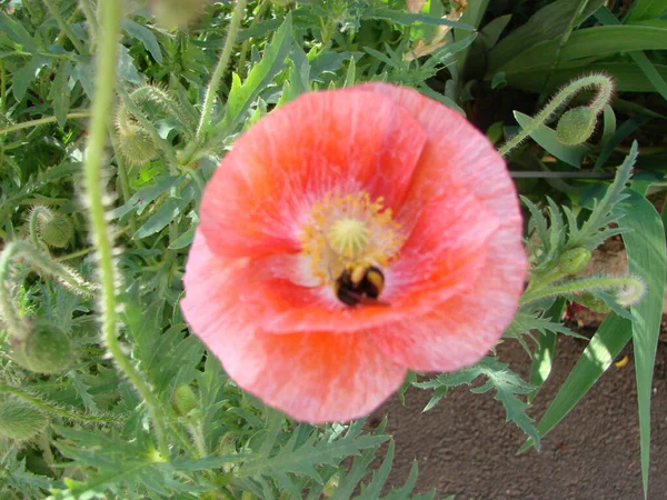 Terry Vermelho Rosa Papoula Laranja Flores Close Campo Selvagem Ópio — Fotografia de Stock