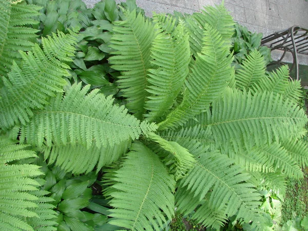 Perfekt Naturligt Ormbunksmönster Vacker Bakgrund Gjord Med Unga Gröna Ormbunksblad — Stockfoto