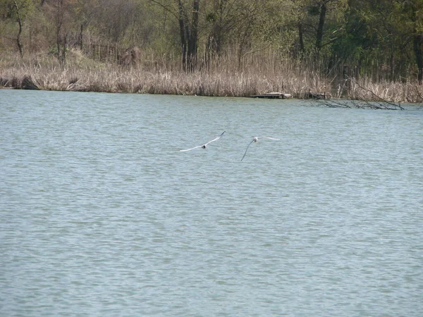 Las Gaviotas Vuelan Sobre Agua Los Arbustos Pequeño Lago — Foto de Stock