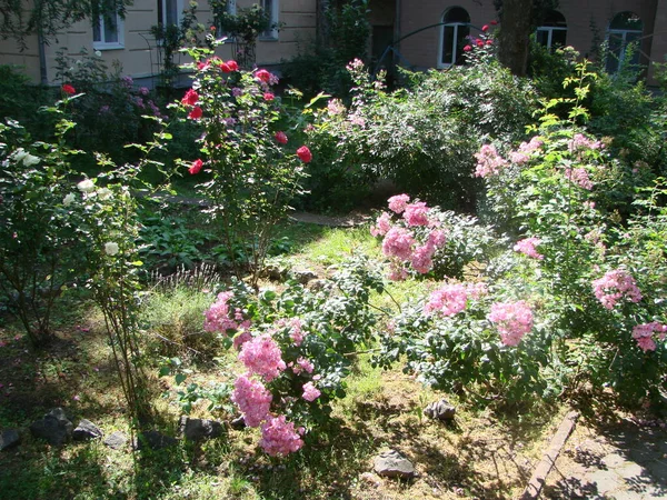 Сад Цветущими Розами Весной Парке — стоковое фото