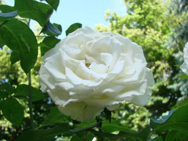 Biała Kwitnąca Róża Rosnące Róże Dużo Pięknych Kwitnących Róż Pąki — Zdjęcie stockowe