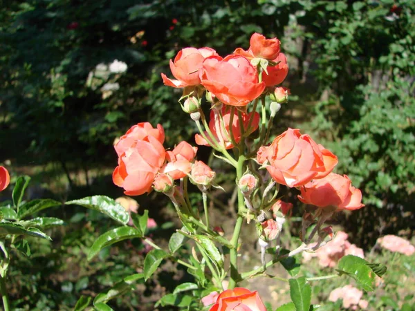 Fundo Rosas Vermelhas Textura Flores Vermelhas Vista Superior Rosas Vermelhas — Fotografia de Stock