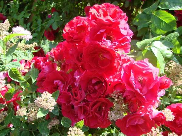 Красные Розы Фон Текстура Красных Цветов Вид Сверху Красные Розы — стоковое фото