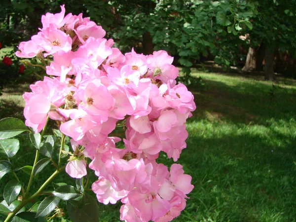 Pembe Çalılık Gülleri Pembe Felicia Gülleri Pembe Gül Arka Planı — Stok fotoğraf