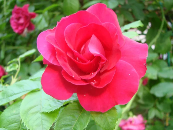 赤はドロップで上昇した 赤いバラの花の花弁に落ちる マクロ写真 花弁に露の滴 雨が降る 濃い赤のバラ — ストック写真