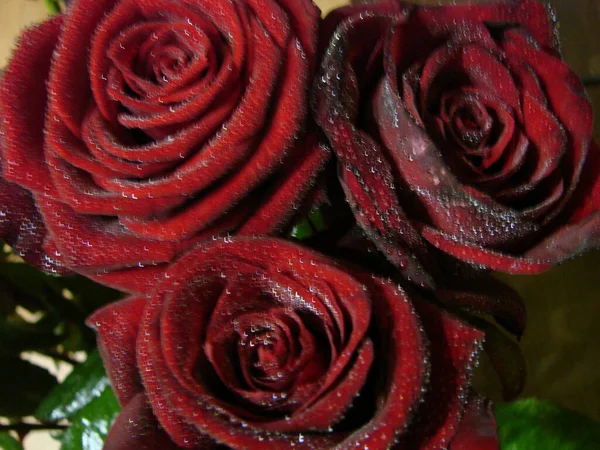 Red Rose Drops Drops Petals Red Rose Flowers Macro Photo — Stock Photo, Image