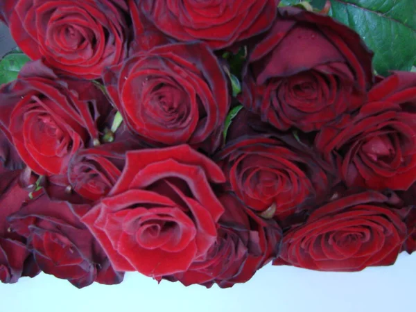 Sfondo Rose Rosse Texture Fiori Rossi Vista Dall Alto Sulle — Foto Stock