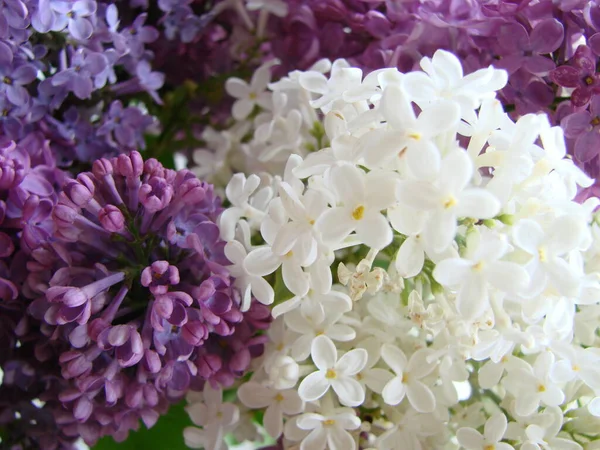 Bouquet Beautiful White Purple Lilac Flowers Spring Flowering Flowering Lilac — Stock Photo, Image