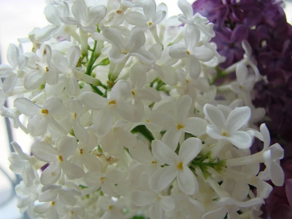 Bouquet Beautiful White Purple Lilac Flowers Spring Flowering Flowering Lilac — Stock Photo, Image