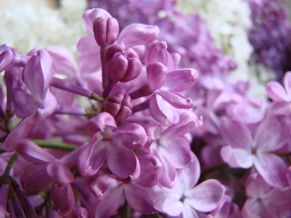 Гілка Фіолетових Бузкових Квітів Сирінга Вульгари Лілія Квітучі Рослини Тлі — стокове фото
