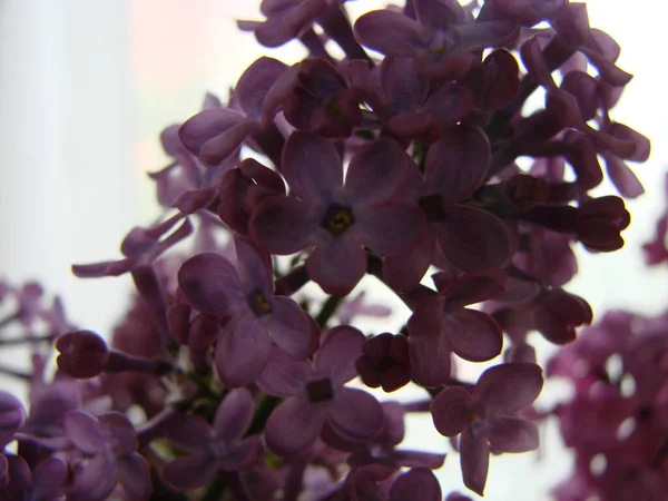 Ветвь Фиолетовых Лиловых Цветов Syringa Vulgaris Лихо Цветущие Растения Фоне — стоковое фото