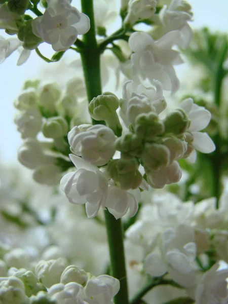 Virágzó Közönséges Syringa Vulgaris Orgona Makró Bokor Fehér Kultivár Tavaszi — Stock Fotó