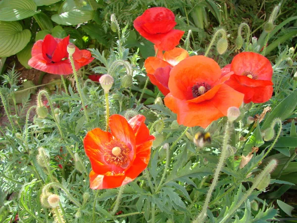 Flowers Red Poppies Blossom Wild Field Soft Light Natural Drugs Stock Photo