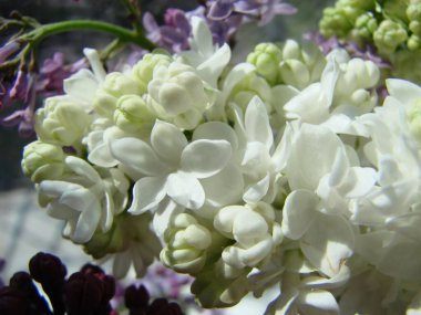 Yaygın bir şırınga, leylak, makro çalı, beyaz tarla. Taze çiçeklerle dolu bahar manzarası. Mavi gökyüzüne karşı beyaz çiçekli bitkiler. Sof odaklanma.