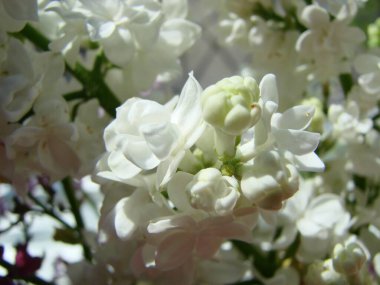Yaygın bir şırınga, leylak, makro çalı, beyaz tarla. Taze çiçeklerle dolu bahar manzarası. Mavi gökyüzüne karşı beyaz çiçekli bitkiler. Sof odaklanma.