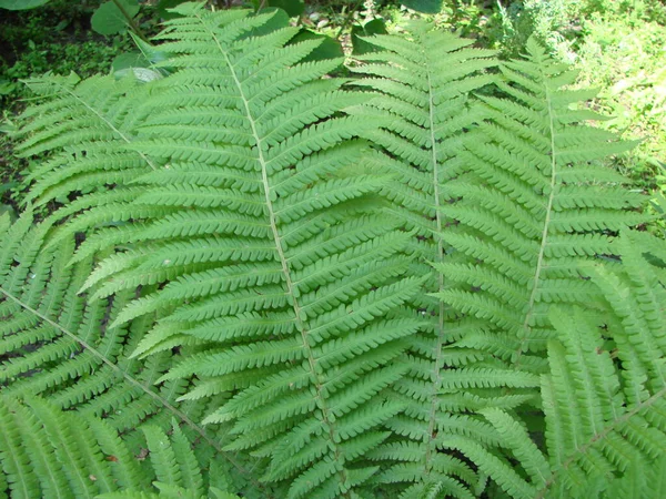 Parfait Motif Naturel Fougère Beau Fond Fait Avec Jeunes Feuilles — Photo