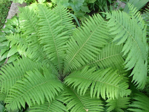 Parfait Motif Naturel Fougère Beau Fond Fait Avec Jeunes Feuilles — Photo