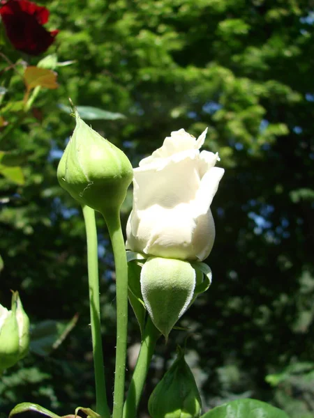 Λευκό Ανθισμένο Τριαντάφυλλο Μπους Καλλιεργούν Τριαντάφυλλα Πολλά Όμορφα Ανθισμένα Τριαντάφυλλα — Φωτογραφία Αρχείου