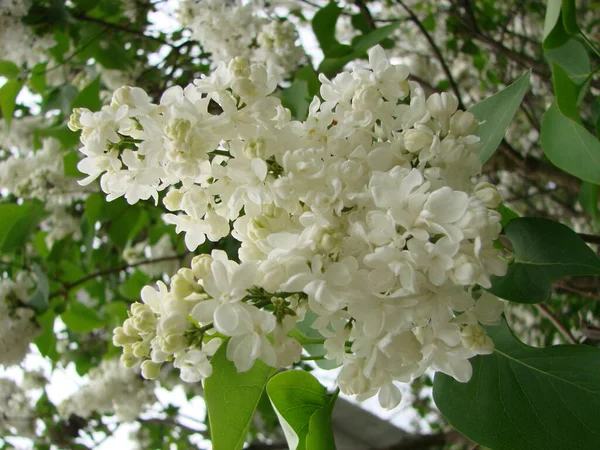 Florecimiento Común Syringa Vulgaris Lilacs Macro Arbusto Cultivar Blanco Paisaje — Foto de Stock