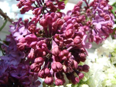 Mor leylak çiçekleri dalı, şırınga kabalığı. Zambak açan bitkiler mavi gökyüzüne karşı. Makro