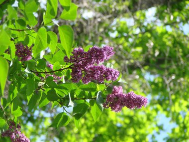 Mor leylak çiçekleri dalı, şırınga kabalığı. Zambak açan bitkiler mavi gökyüzüne karşı.