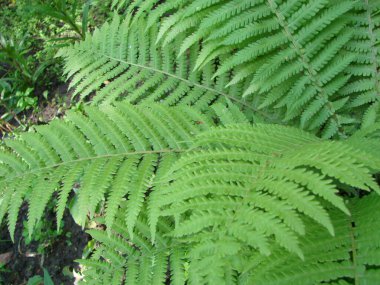 Mükemmel doğal eğrelti otu deseni. Genç yeşil eğreltiotu yapraklarıyla yapılmış güzel bir arka plan..