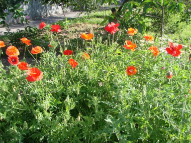 Kırmızıgelincikler yabani tarlada çiçek açar. yumuşak ışık. Doğal ilaçlar. Kırmızı gelincikler. Yalnız haşhaş..