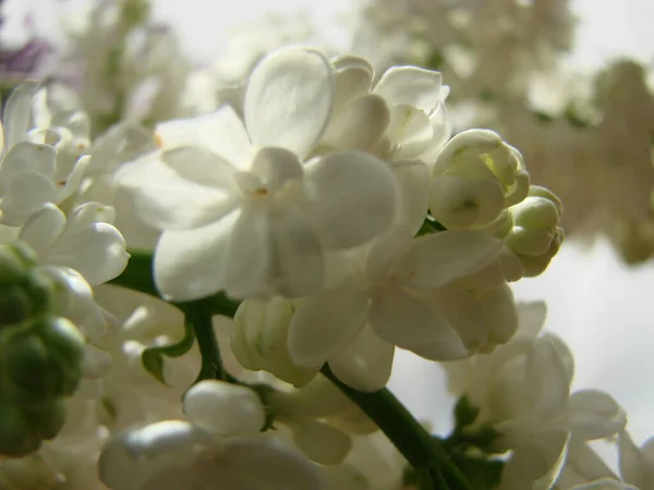Цвіте Звичайний Сирінга Вульгарний Бузковий Макрокущ Білий Сорт Весняний Пейзаж — стокове фото