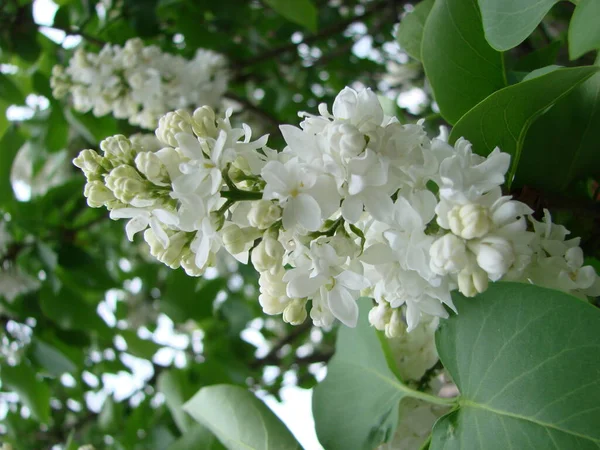 Florecimiento Común Syringa Vulgaris Lilacs Macro Arbusto Cultivar Blanco Paisaje — Foto de Stock