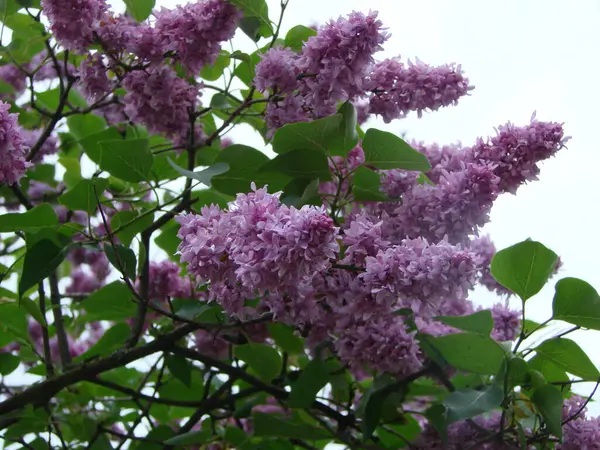 Ramo Flores Lilás Roxas Syringa Vulgaris Lírio Florescendo Plantas Fundo — Fotografia de Stock