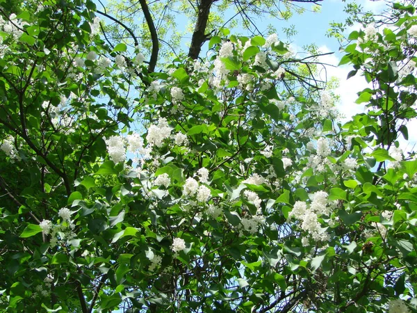 一般的なシリンガ バルガリス ライラック マクロ ブッシュ ホワイト 品種を開花させます 青空を背景にユリ白花を咲かせます 柔らかい花の束と春の風景 — ストック写真