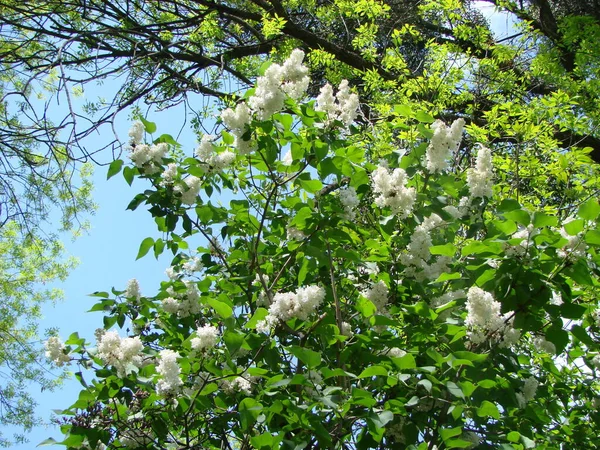 Floração Comum Syringa Vulgaris Lilacs Macro Arbusto Cultivar Branco Lírio — Fotografia de Stock