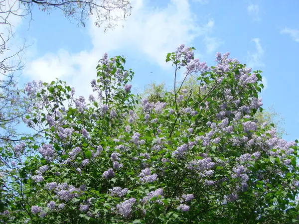 紫色のライラックの花の枝 シリンガ バルガリス 青い空を背景にユリの花が咲く — ストック写真