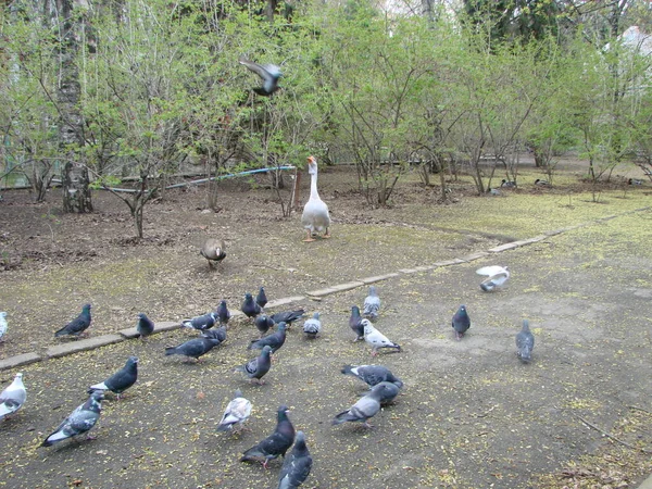 Ganso Doméstico Ganso Branco Bonito Anser Anser Domesticus Perto Lagoa — Fotografia de Stock