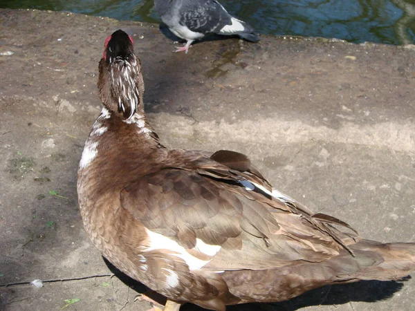 Die Moskauer Ente Cairina Moschata Ist Eine Große Ente Die — Stockfoto