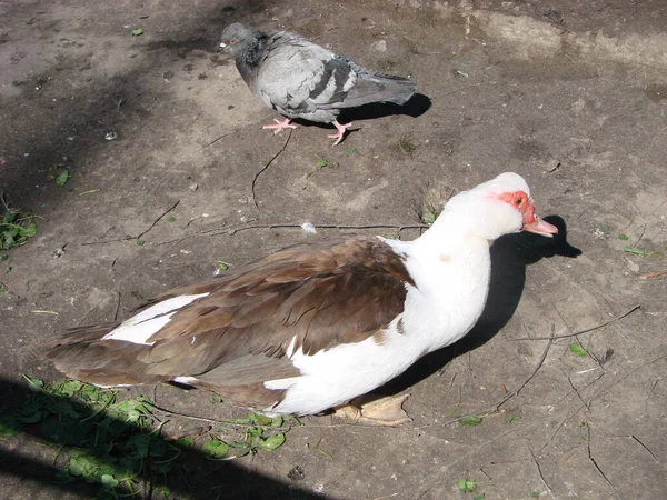Moschata Moscovy Duck Cairina Pato Grande Que Nativo — Foto de Stock
