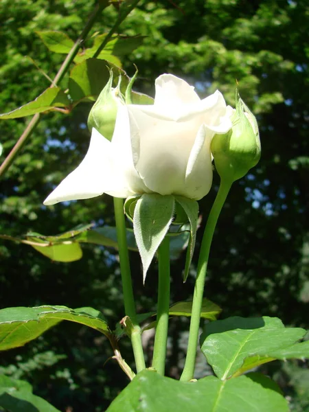 布什白花绽放 种植玫瑰 许多美丽的盛开的玫瑰 一朵白玫瑰的芽 绽放的玫瑰花丛 — 图库照片