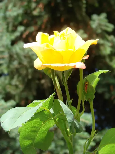 Жовті Троянди Зеленому Тлі Сонячний День Саду — стокове фото