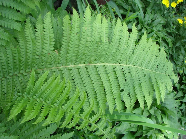 Perfetto Modello Felce Naturale Bello Sfondo Fatto Con Giovani Foglie — Foto Stock